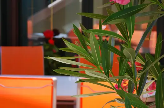 Bacchus Panzi�, Eger