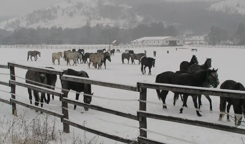 Aliz Villa Szilvsvrad