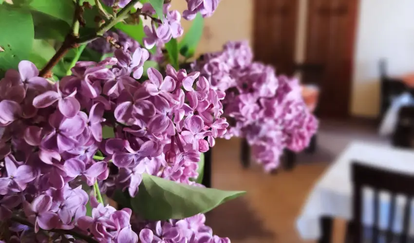 Aliz Villa Szilvsvrad