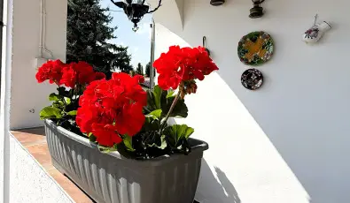 Harmony Vendghz Egerszalk