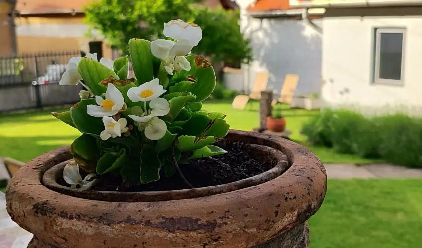 Kiskilenc Vendghz Szarvask