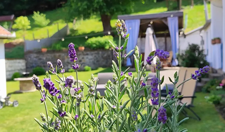 Kiskilenc Vendghz Szarvask