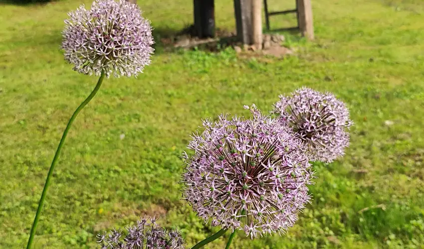 Kiskilenc Vendghz Szarvask