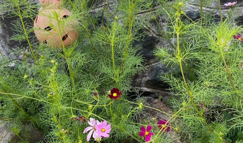 Kiskilenc Vendghz Szarvask