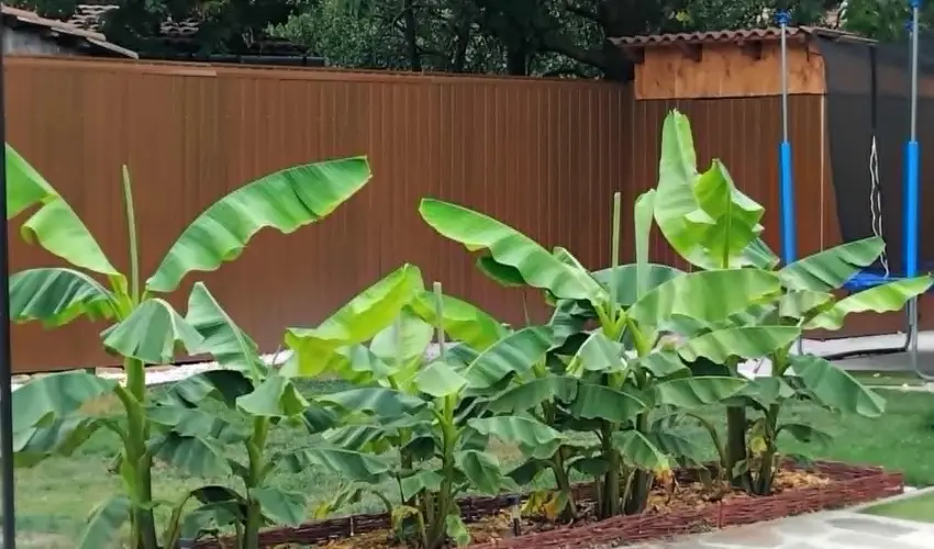 Lilla Apartmanhzak Szilvsvrad