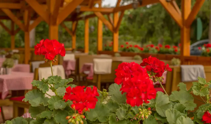 Lipicai Hotel Szilvsvrad